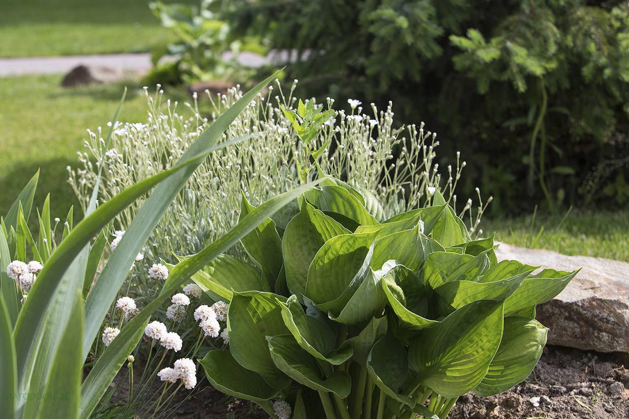 Проект Крекшино